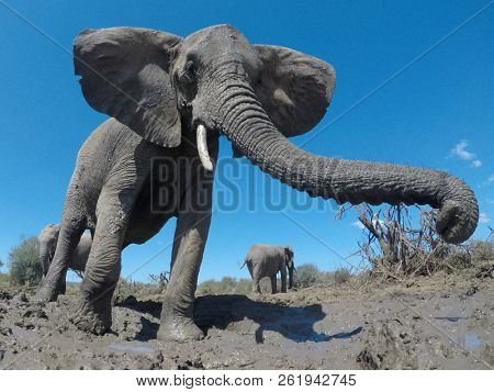 African Elephants. Close up view Elephant herd in Kenya