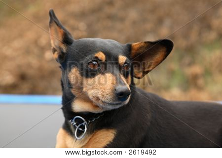 Minpin