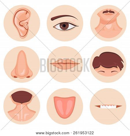 Human Nose, Ear, Mouth Mustache Hair And Eye Neck Back Tongue Tooth Set, Vector Illustration