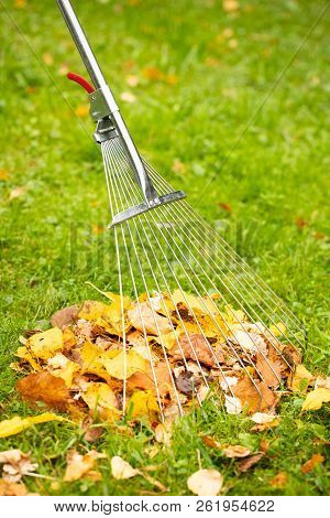 Tool Rake With Fallen Colorful Fall Leaves In Autumn Park. Cleaning Leaves.