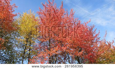 Fall Red And Yellow Trees At Minsk Belarus, By