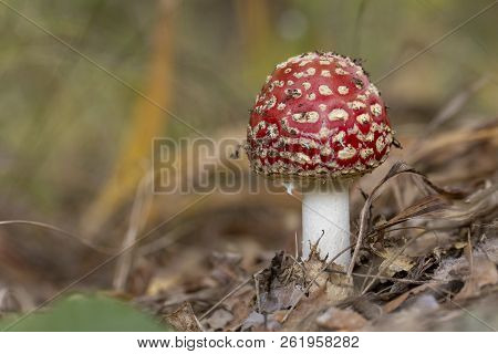 Amanita Muscaria Fly Agaric Red Mushrooms With White Spots In Grass