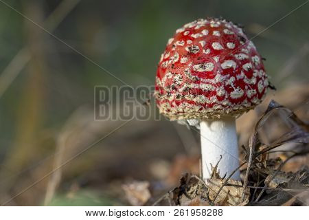 Amanita Muscaria Fly Agaric Red Mushrooms With White Spots In Grass