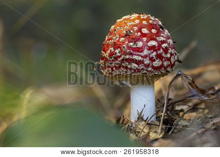 Amanita Muscaria Fly Agaric Red Mushrooms With White Spots In Grass