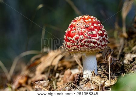 Amanita Muscaria Fly Agaric Red Mushrooms With White Spots In Grass