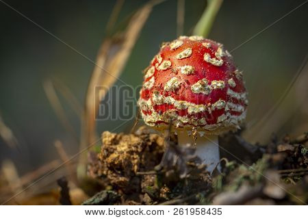 Amanita Muscaria Fly Agaric Red Mushrooms With White Spots In Grass
