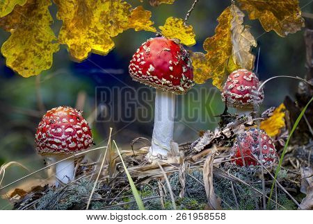 Amanita Muscaria Fly Agaric Red Mushrooms With White Spots In Grass