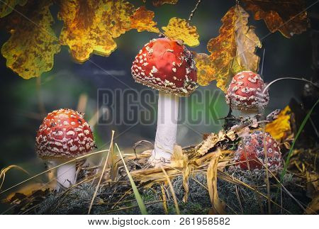 Amanita Muscaria Fly Agaric Red Mushrooms With White Spots In Grass