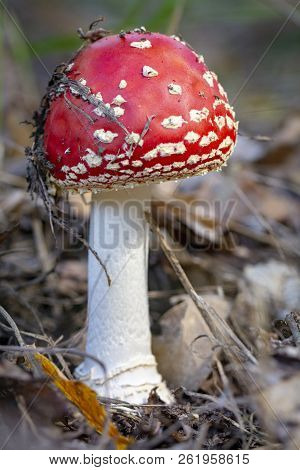Amanita Muscaria Fly Agaric Red Mushrooms With White Spots In Grass