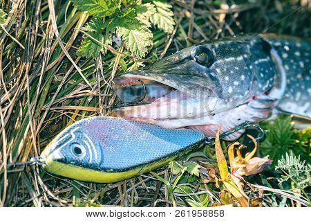 Pike On Grass With Bait In Mouth. Jerkbait