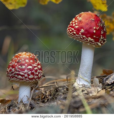 Amanita Muscaria Fly Agaric Red Mushrooms With White Spots In Grass