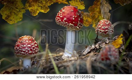 Amanita Muscaria Fly Agaric Red Mushrooms With White Spots In Grass
