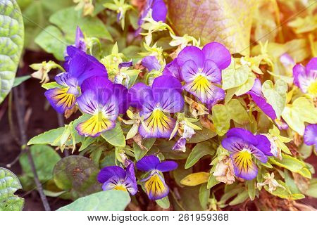 Flowers Viola Tricolor Pansy In The Sunlight