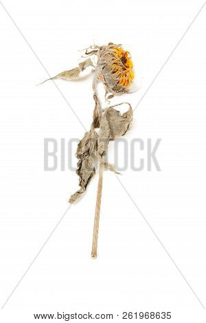 Herbarium Sunflower With Dry Pressed Plants On White