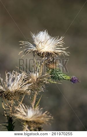The Acanthoides Carduus L. - Roadside Thistle Seeds Mature.