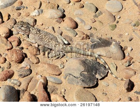 Żółty Agama zauważył, flavimaculatus Trapelus, na pustyni w Katarze, Arabia