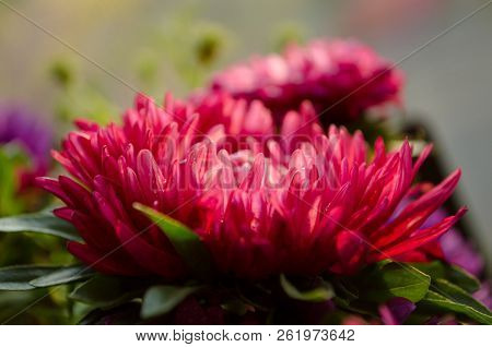 Mulltilobe Chrysanthemums Blooming In The Fall In A Park.
