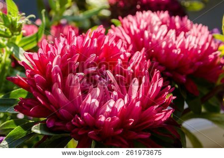 Mulltilobe Chrysanthemums Blooming In The Fall In A Park.