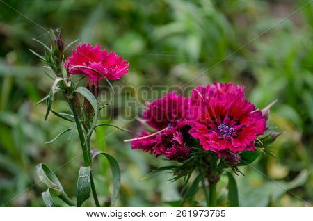 Autumn Red Flowers Blooming In A Park.