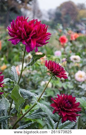 Mulltilobe Red Gerbera Blooming In The Fall In A Park.