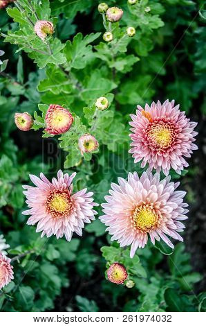 Mulltilobe Pink Chrysanthemums Blooming In The Fall In A Park.