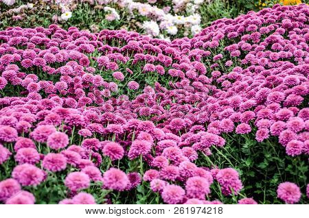 Mulltilobe Pink Chrysanthemums Blooming In The Fall In A Park.