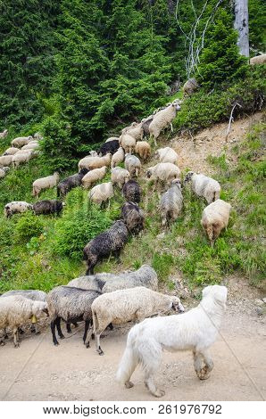 Flock Of Sheep In Pasture. Horizontal Frame