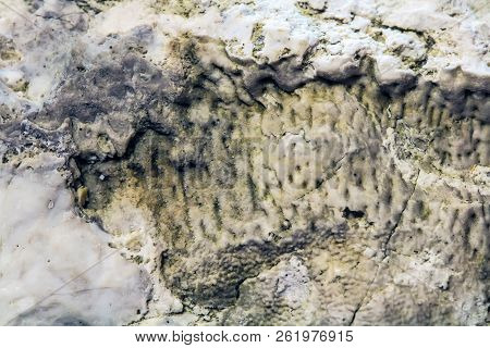 The Fossil Of An Ancient Sea Found In The Floodplain Of Sponichi. Iskitim District, Novosibirsk Regi