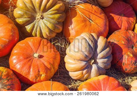 Pumpkin On The Hay. Different Kinds Of Pumpkins