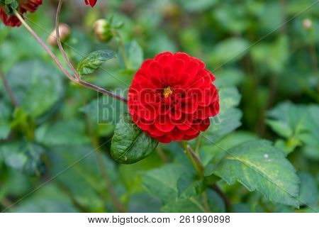 A Nice Pompon Dahlia In Rich Red
