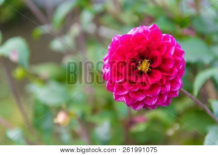 A Purp King Dahlia Shining In The Suns