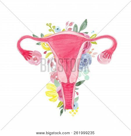Beautiful Illustration With Watercolor Part Of Woman Body Uterus With Flowers