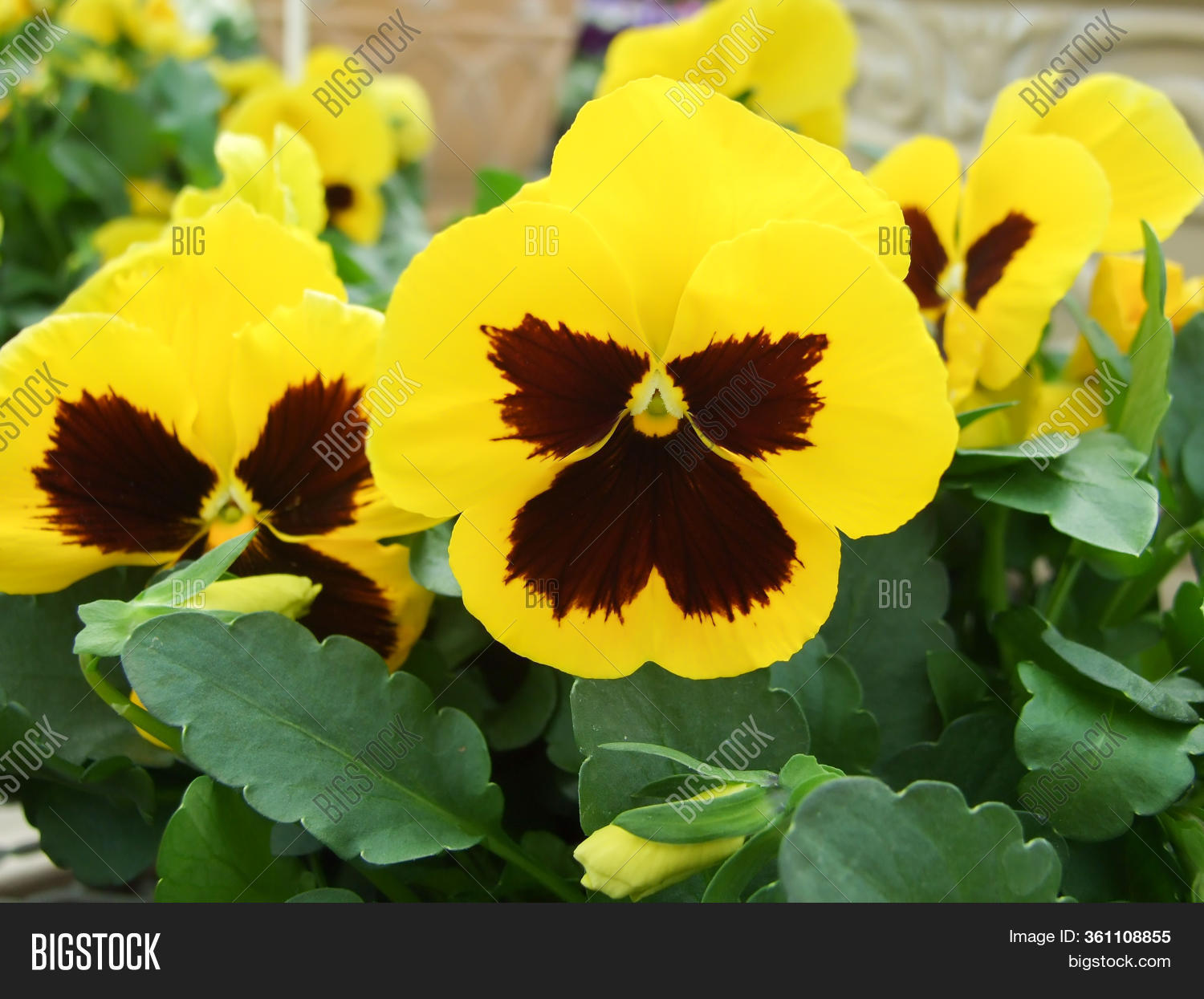 Yellow Black Flower Image & Photo (Free Trial) Bigstock