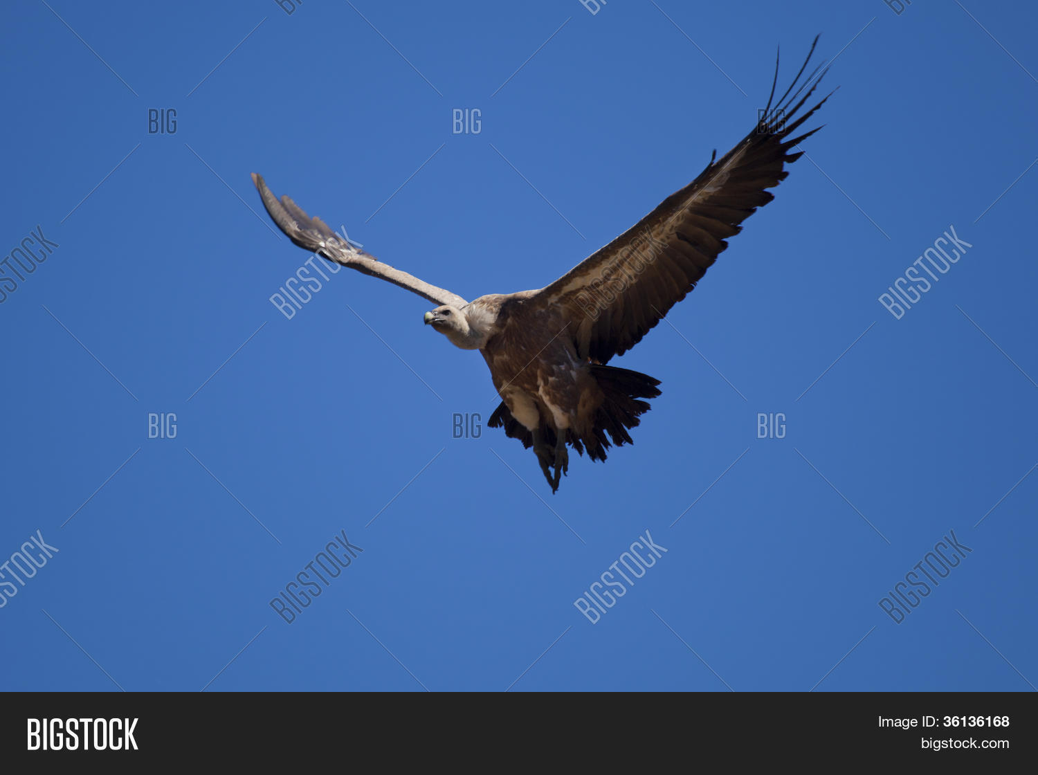 Vulture On Fly, Las Image & Photo (Free Trial) Bigstock