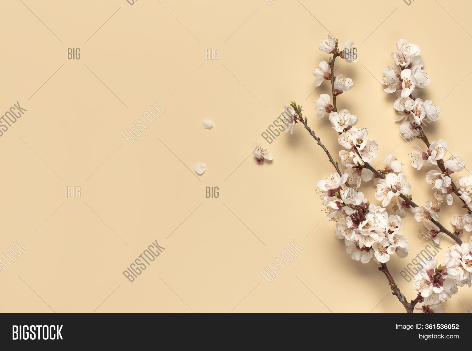 Spring Background Image & Photo (Free Trial) | Bigstock