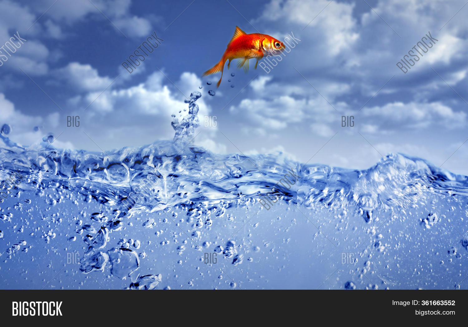 Goldfish Jumping Out Image & Photo (Free Trial) Bigstock