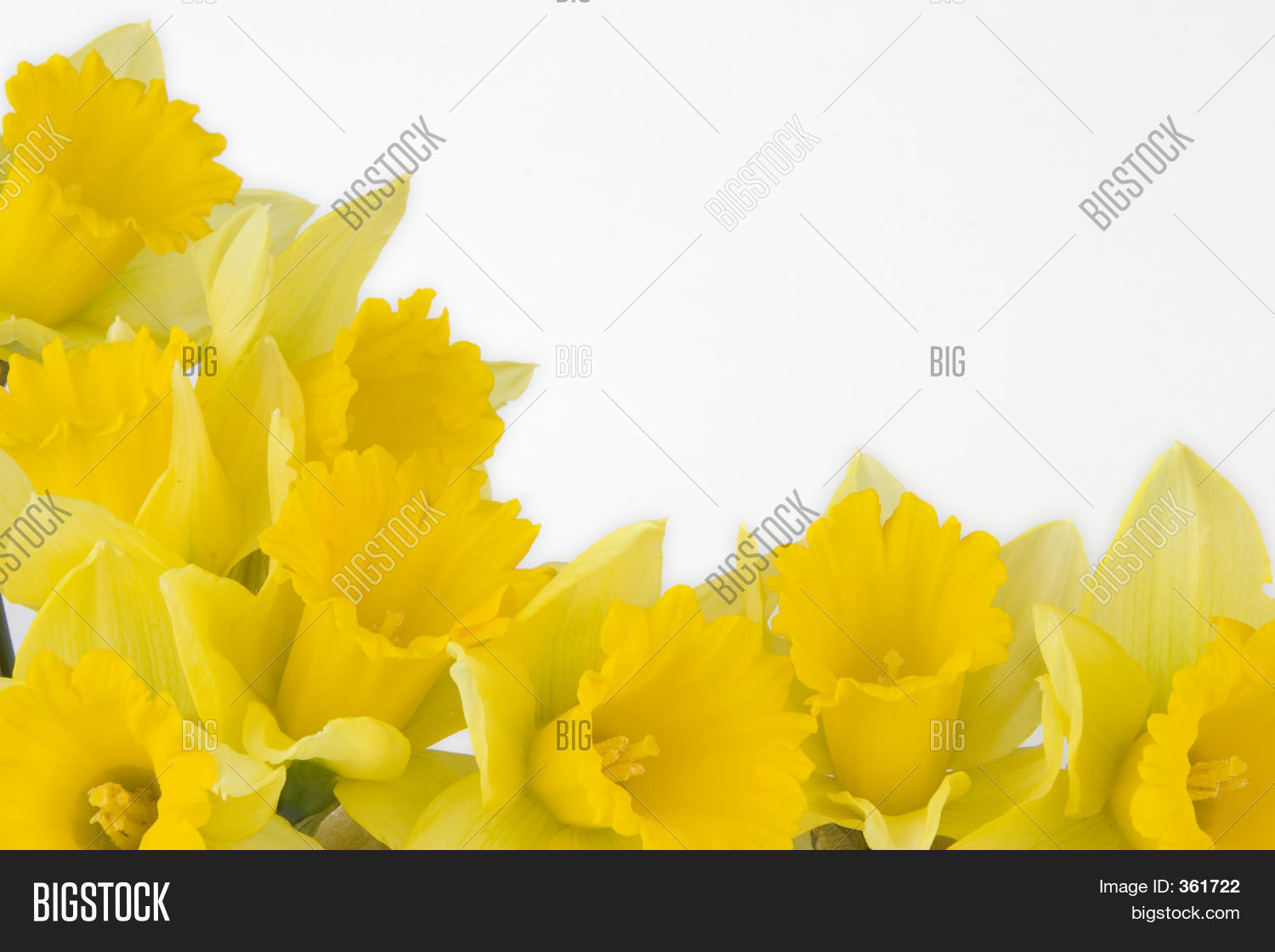 Daffodil Border Image & Photo (Free Trial) | Bigstock