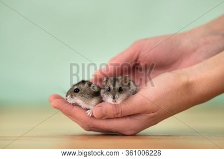 Closeup Of Two Small Funny Miniature Jungar Hamsters Sitting On A Woman's Hands. Fluffy And Cute Dzh