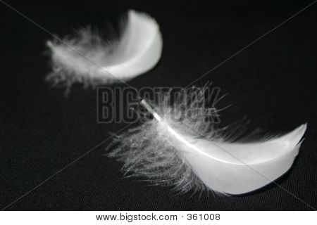 두 개의 깃털