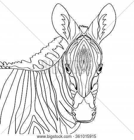 Zebra Animals Africa Vector Amp Photo Free Trial Bigstock