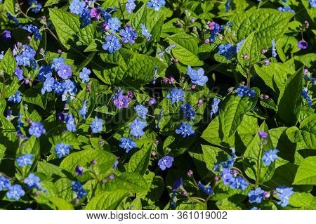 Bright Blue Brunner Flowers In Early Spring In The Garden.