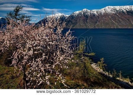 Russia. Flowering Apricots On Teletskoe Lake In The Altai Mountains.