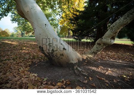 Platanus Tree Trunk In A Park In Autumn