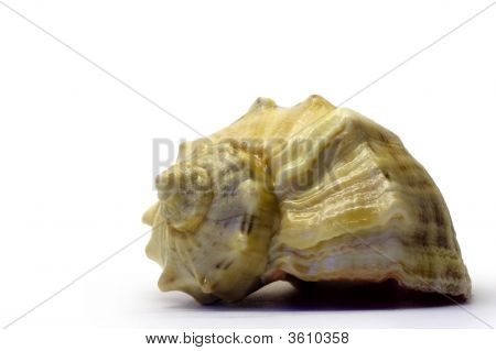Shell