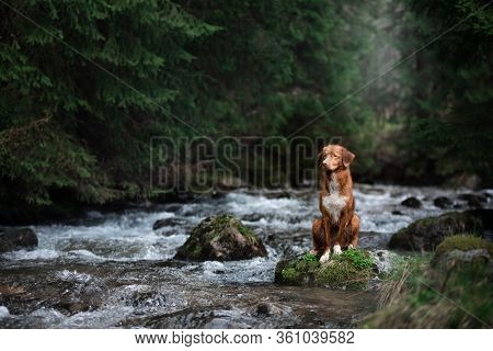 Hiking With A Dog. The Pet Is Sitting By The Stream, By The River. Nova Scotia Duck Tolling Retrieve