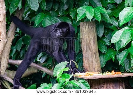 Black-faced Spider Monkey While On Tree Looking For Food