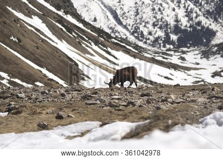 Tatras, Goats On Top