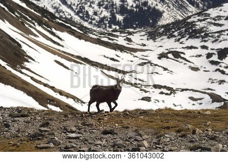 Tatras, Goats On Top