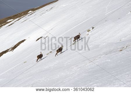 Tatras, Goats On Top
