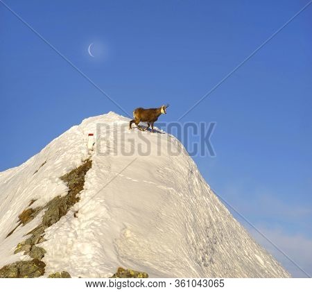 Tatras, Goats On Top